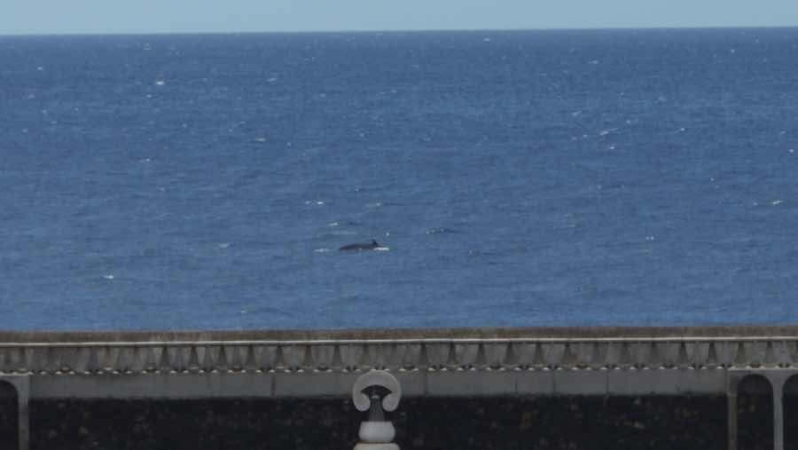 AVISTAMIENTOS INESPERADOS DESDE LA TERRAZA DE CASA EN PLENO CONFINAMIENTO